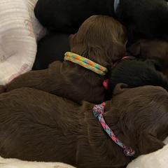 Australian Cobberdogs from MountainAyres Australian Cobberdogs