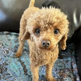 Cayenne or Cay (Kai) - Poodle
