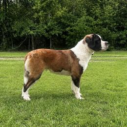 Bonnie - Saint Bernard