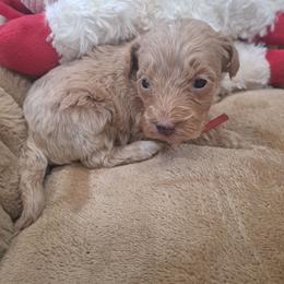 Zeda, Red Girl - Red female Bernedoodle puppy in Lafayette, Alabama from Williams Lake Doodles