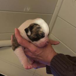 Boy 1 - White and brindle male American Bulldog puppy in La Porte, Indiana from Slayton's American Bulldogs