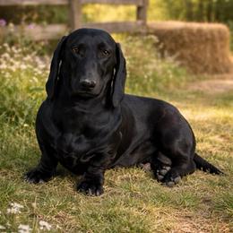 Max - Black male Dachshund puppy in Lincoln, Arkansas from Red Dirt Dachshunds