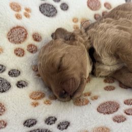 Rex Black Collar - Red  male Goldendoodle puppy in Lexington, North Carolina from Deborah’s Doodles