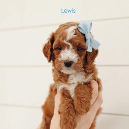 Lewis - Red  male Goldendoodle puppy in Rio Linda, California from GoldendoodlePaw