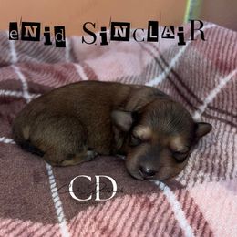 Enid Sinclair - Cream female Dachshund puppy in Huntington, Texas from Camacho_Dachshunds