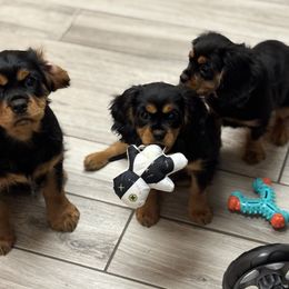 Cavalier King Charles Spaniel Puppies from Family first cavaliers