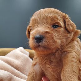 Mr. Tan - Apricot male Schnoodle puppy in Leitchfield, Kentucky from Eveleigh Acres Puppies