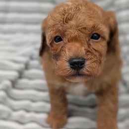 Fred - Red male Cavapoo puppy in Salem, New Jersey from Dreamy Night Doodles