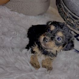 Morkie Puppies from Smart Farms
