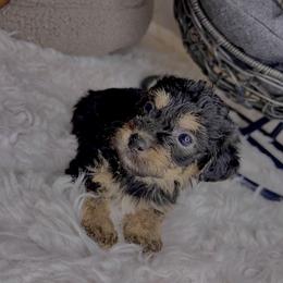 Morkie Puppies from Smart Farms