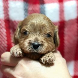 Cavalier King Charles Spaniel and Cavapoo Puppies from Good Hope Cavaliers