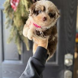 Kenya - female Australian Mountain Doodle puppy in Inola, Oklahoma from Blue Stem Companions