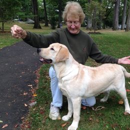 Labrador Retriever All Grown Up from Branwood Labrador Retrievers