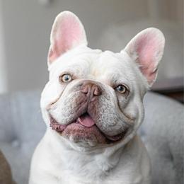 King Casanova - White male French Bulldog puppy in Blue Ridge, Texas from Beason’s HomeGrown Frenchies