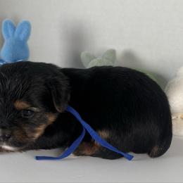Blue Boy - Black and tan male Yorkshire Terrier puppy in Dahalonega, Georgia from Country Dog Kennels.