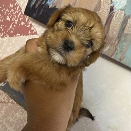 Josey - Black and gold female Shorkie puppy in Florida from Shorkie Land