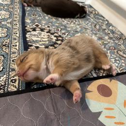 Australian Shepherd Puppies from Frozen Nort Aussies
