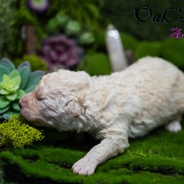 Mudi and Silken Windhound Puppies from Oak & Soul (Oak Creek) Silken Windhounds and Mudi