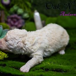 Mudi and Silken Windhound Puppies from Oak & Soul (Oak Creek) Silken Windhounds and Mudi