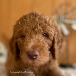 ALVIN -Yellow Collar - Boy - Red  male Goldendoodle puppy in Charlo, Montana from Heavenly Hilltop Farm