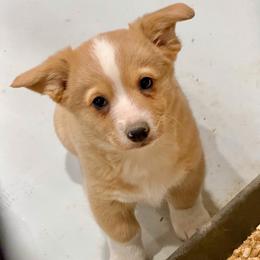 Merle female - Red merle and white female American Corgi puppy in Fort Worth, Texas from King of Hearts Kennels