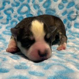 AKC Slate - Gray and white male Siberian Husky puppy in Centreville, Maryland from Huskies By the Bay