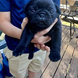 Pug Puppies from Greener Hills Pugs