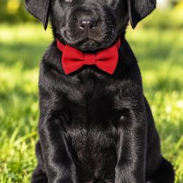Jet - Black male Labrador Retriever puppy in Chicago, Illinois from Urbane Retrievers