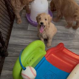 Red collar girl - Cream female Labradoodle puppy in Pollock Pines, California from Goindoodles