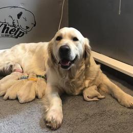 Golden Retriever Puppies from West Coast Cream Goldens