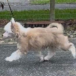 Puff Male - Cream male Chinese Crested puppy in Hollywood, Florida from Candela Chinese Cresteds