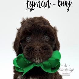 Lyman - Caramel male Australian Labradoodle puppy in Estacada, Oregon from Pine Lodge Labradoodles