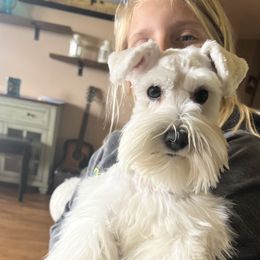Maisel - Miniature Schnauzer