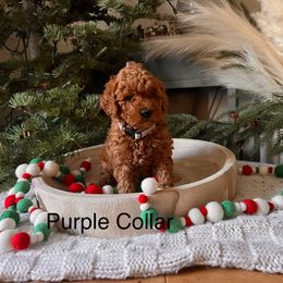 Assorted Doodle Crosses, Bordoodle, Goldendoodle, and Labradoodle Puppies from Card Family Ranch