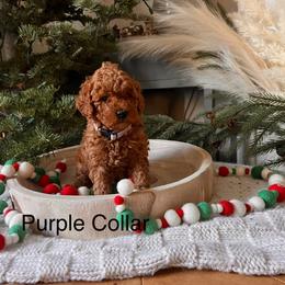 Assorted Doodle Crosses, Bordoodle, Goldendoodle, and Labradoodle Puppies from Card Family Ranch