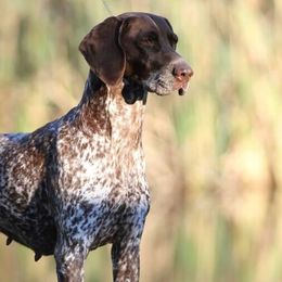 German Shorthaired Pointers from TRF German Shorthaired Pointers