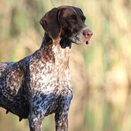 German Shorthaired Pointers from TRF German Shorthaired Pointers