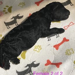 Aussiedoodle Puppies from Southern Paws AussieDoodles