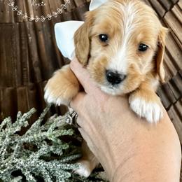 Sugar Plum - Red female Dachshund puppy in Sioux Rapids, Iowa from VOB Doxie