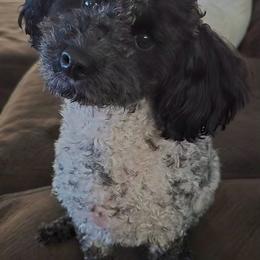 Mickey Nakoa - Poodle