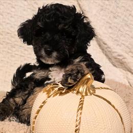 Licorice - Phantom male Goldendoodle puppy in Gunnison, Utah from Curls and Camo Pups