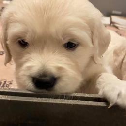 Golden Retriever Puppies from Eastern Shore Goldens