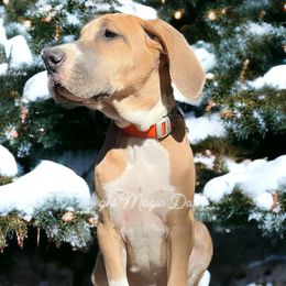 Great Dane Puppies from Night Magic Danes