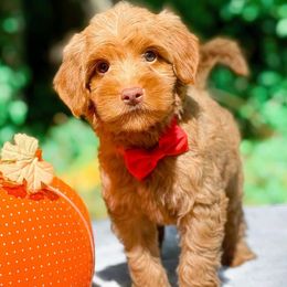 Bernedoodles, Cavalier King Charles Spaniels, Cavapoos, Goldendoodles, and Shihpoos from NC Doodle Puppies