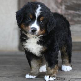 Light Blue Collar Boy - Tri-color male Bernese Mountain Dog puppy in Loveland, Colorado from Grateful Bernese & Gage's Goldens