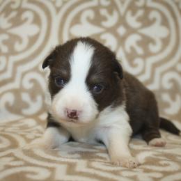 Emerald - Red tri female Toy Australian Shepherd puppy in Licking, Missouri from Burnett Aussies