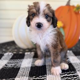 Lovey - Sable female Bernedoodle puppy in Russellville, Arkansas from Crossgate Doodles