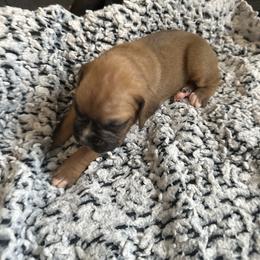 Boy 3 - Fawn male Boxer puppy in Lakeland, Florida from Cote's Boxers