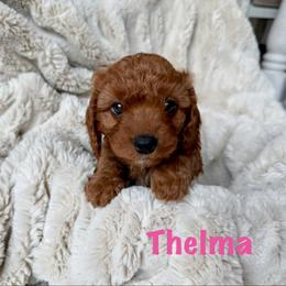 Thelma - Red female Cavapoo puppy in Calumet, Oklahoma from H&H Cavapoos