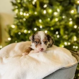 Muffin - Brown merle female Aussiedoodle puppy in Sharpsburg, Georgia from Steindoodles